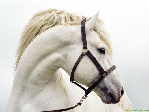 white horse wallpaper. White Horse. Loading.